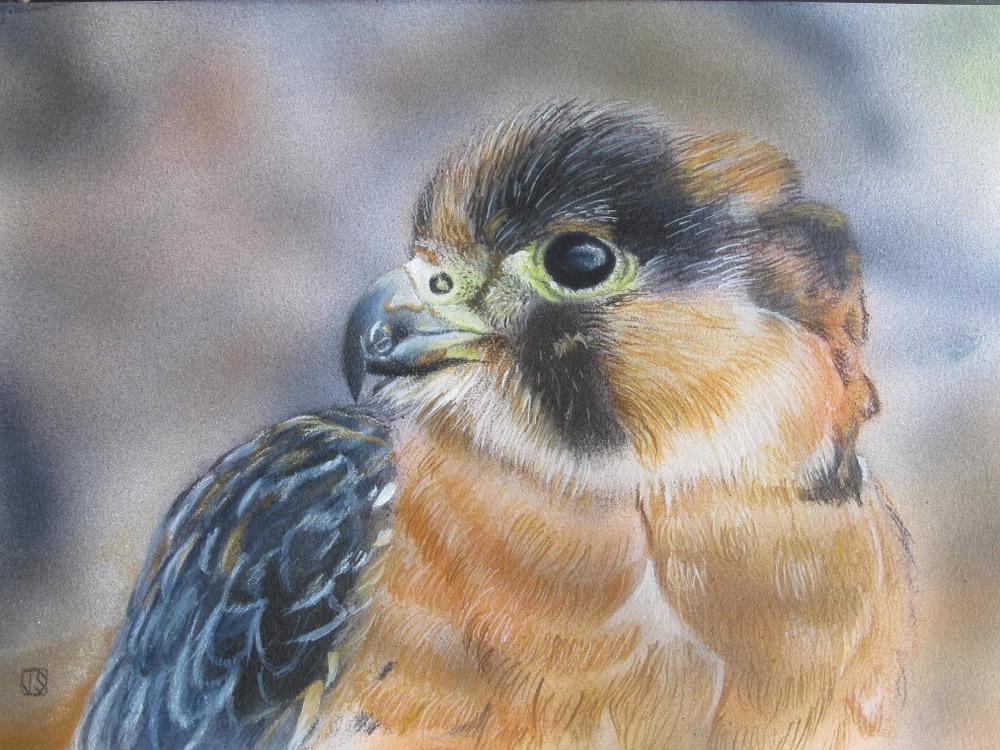 Barbary Falcon